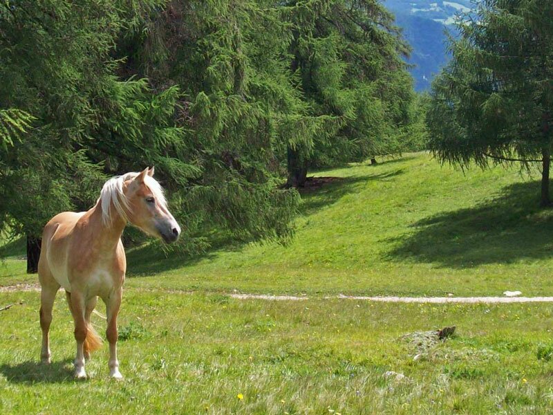 Haflinger Pferd